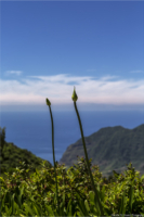 Madeira-20150630-(2087) copy