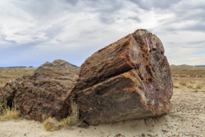 Petrified Forest-20180712-(6643) copy