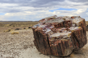 Petrified Forest-20180712-(6644) copy