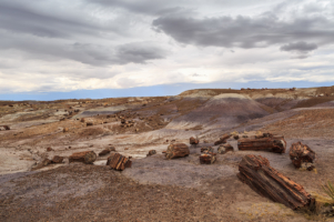 Petrified Forest-20180712-(6659) copy