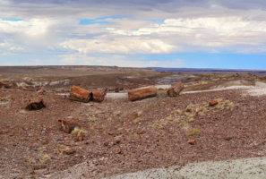 Petrified Forest-20180712-(6668) copy