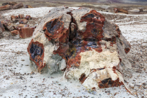 Petrified Forest-20180712-(6675) copy
