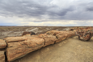 Petrified Forest-20180712-(6686) copy