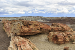 Petrified Forest-20180712-(6688) copy