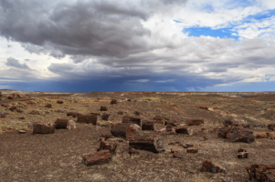 Petrified Forest-20180712-(6698) copy