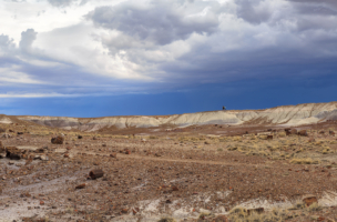 Petrified Forest-20180712-(6707) copy