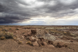 Petrified Forest-20180712-(6729) copy
