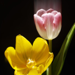 Tulips – 2024