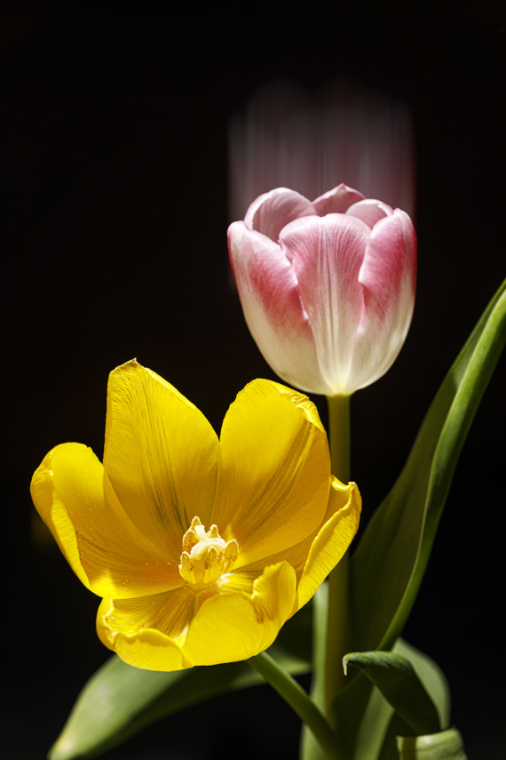 Tulips – 2024